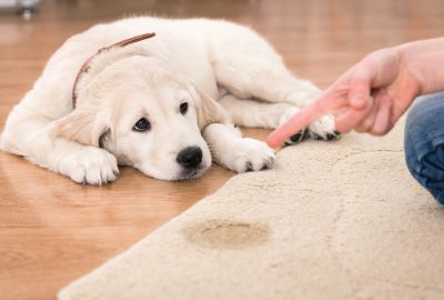 Golden retriever puppy looking guilty from his punishment; Shutterstock ID 237584218; PO: today